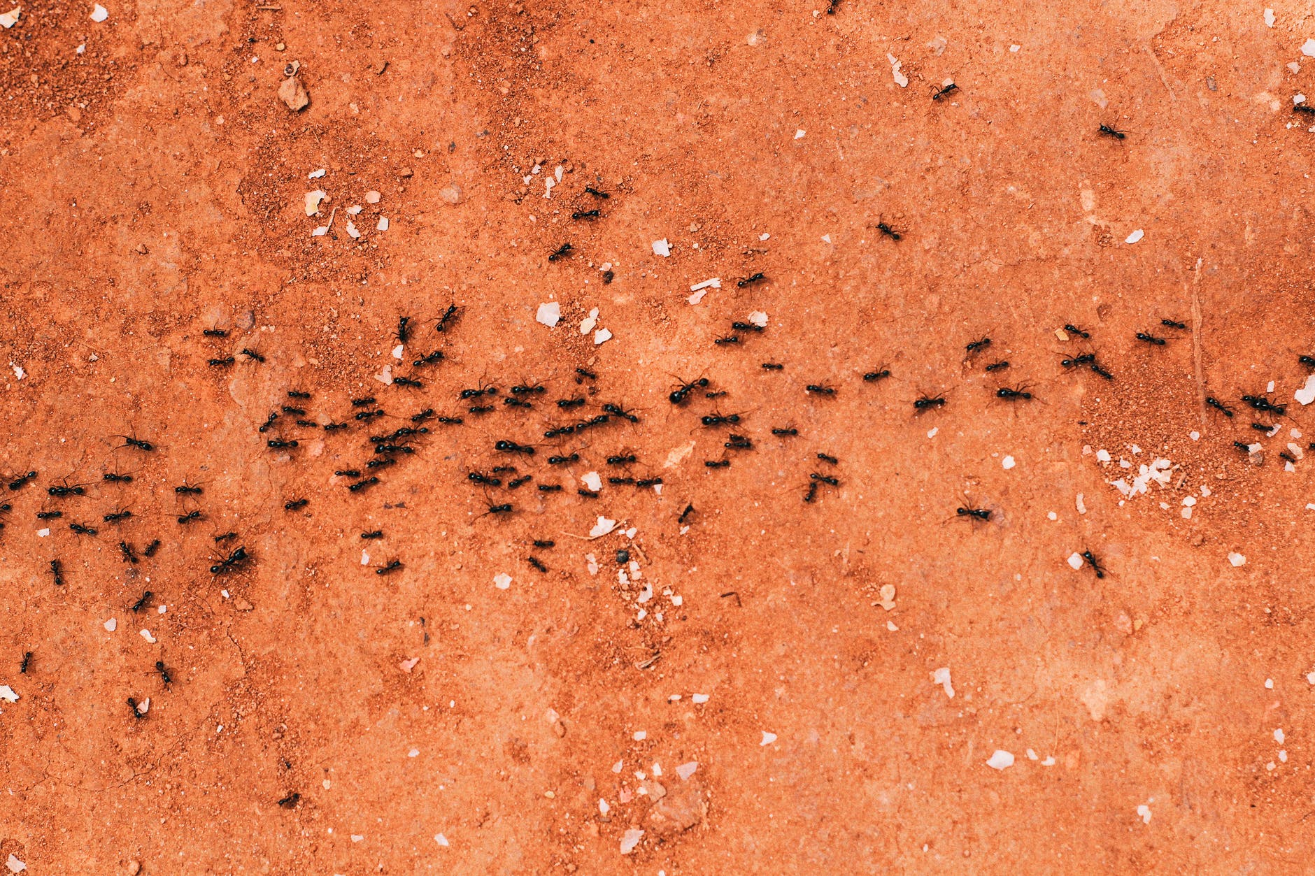 black ants lining up